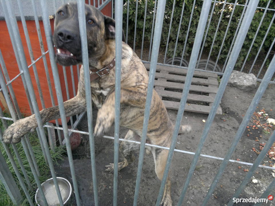 Dogo Canario dog kanaryjski PIES SZCZENIAK Bieruń sprzedam