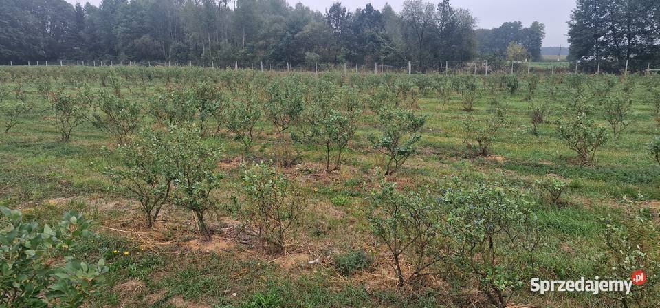 borówka amerykańska krzaki z nawodnieniem Sosenki-Jajki sprzedam