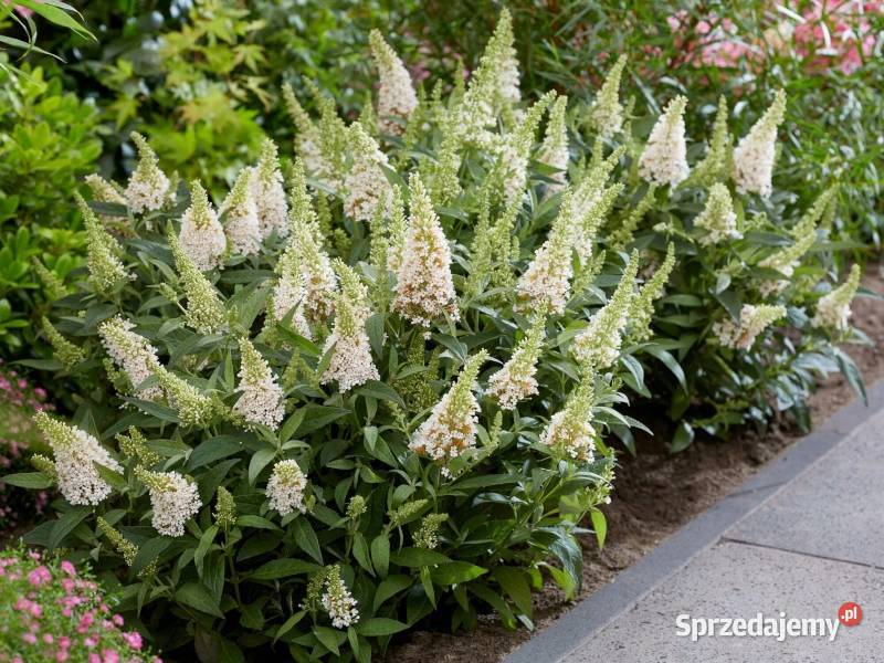 BUDLEJA BUTTERFLY CANDY LITTLE WHITE sadzonki w kujawsko-pomorskie Ustronie sprzedam
