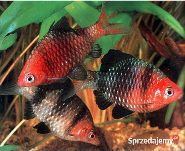 Brzanka purpurowa Pethia nigrofasciata Barbus Gdańsk