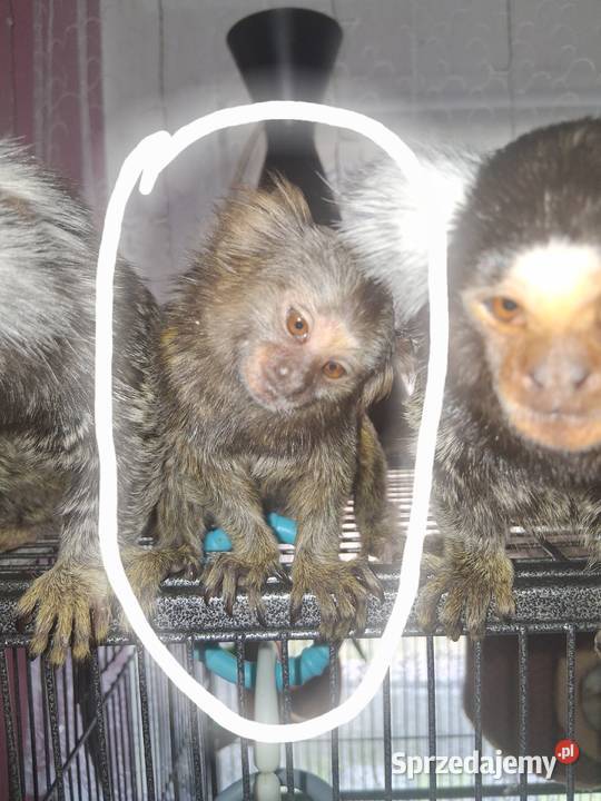 Małpeczka szuka nowego domku Pruszkowo
