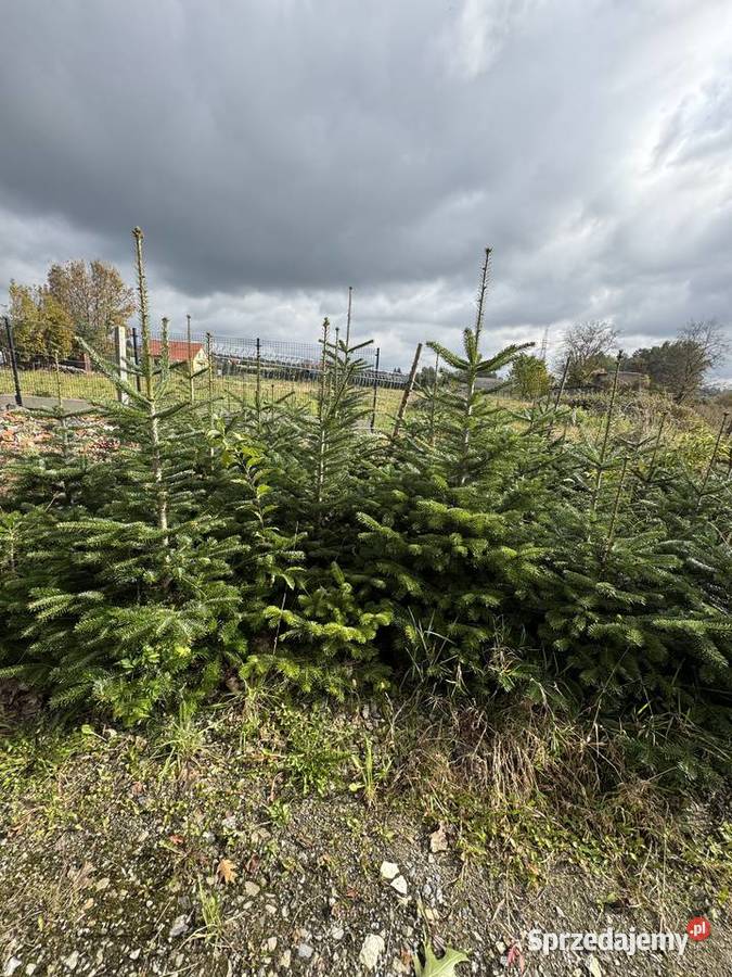 Jodła Kaukaska Świerk Srebrny Tarnów