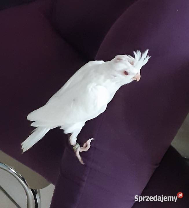 Modrolotki pomorskie Rumia