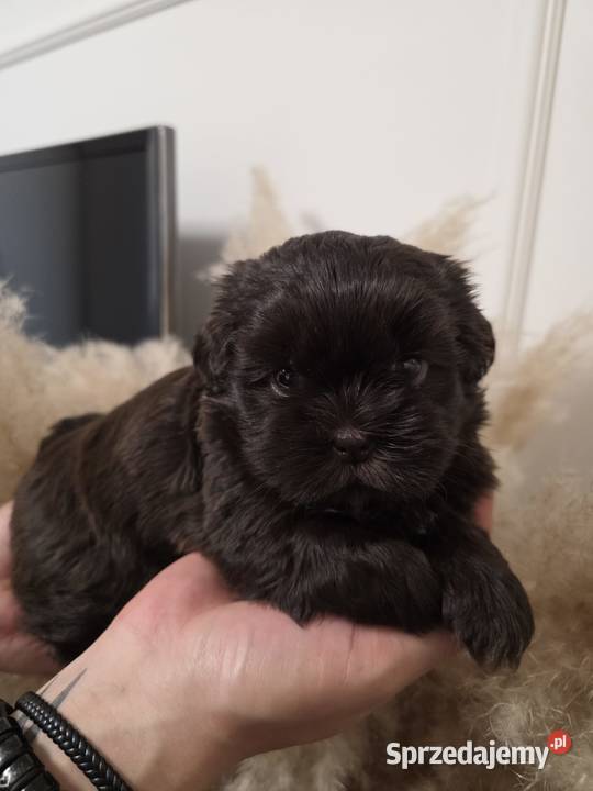 Shi TZU czekoladowe Staszów
