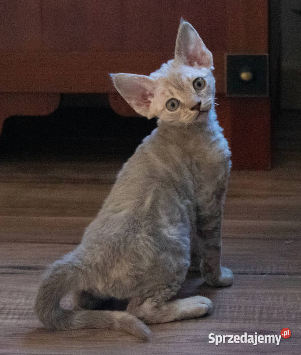 Kotka Devon Rex Quilla liliowa pręgowana FIFe Zwierzęta Poznań