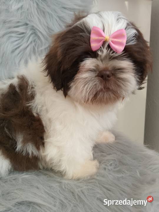 Biało czekoladowa suczka rasy ShihTzu Psy Ostrzeszów