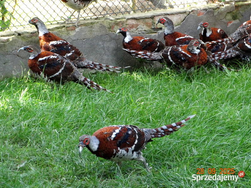 Sprzedam Bażanty Kasztanowe Elioty Bażant z 2025