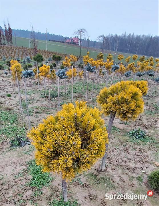 sosna kosodrzewina Carsten Skała