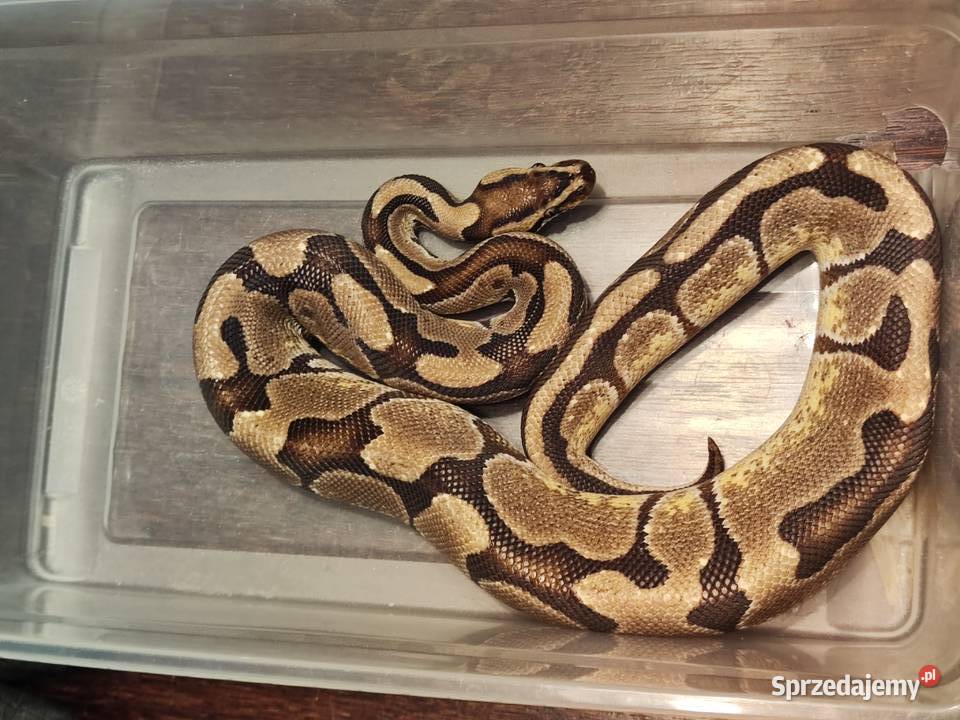 Pyton królewski Samiec Pastel