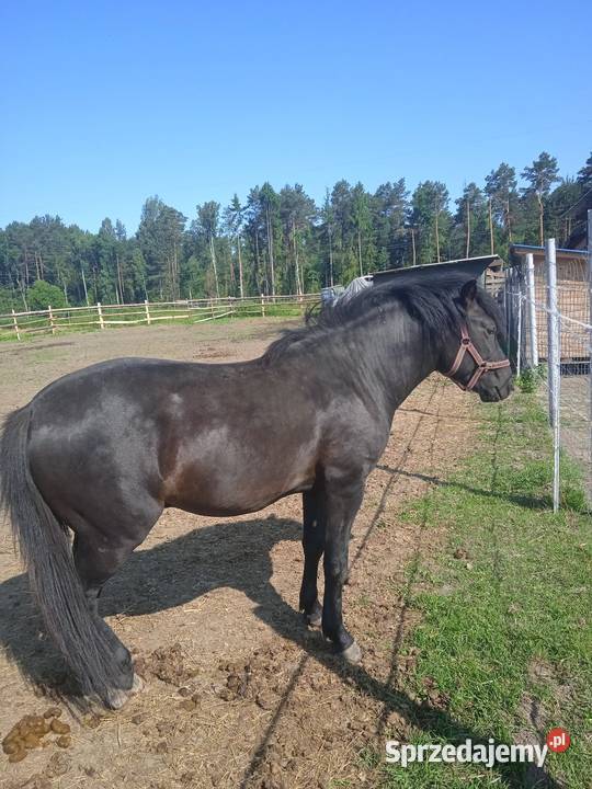 Ogierki huculskie Janów Lubelski
