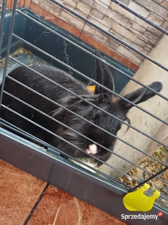 Króliki Miniaturki 2 sztuki z klatką wielkopolskie Koźmin Wielkopolski