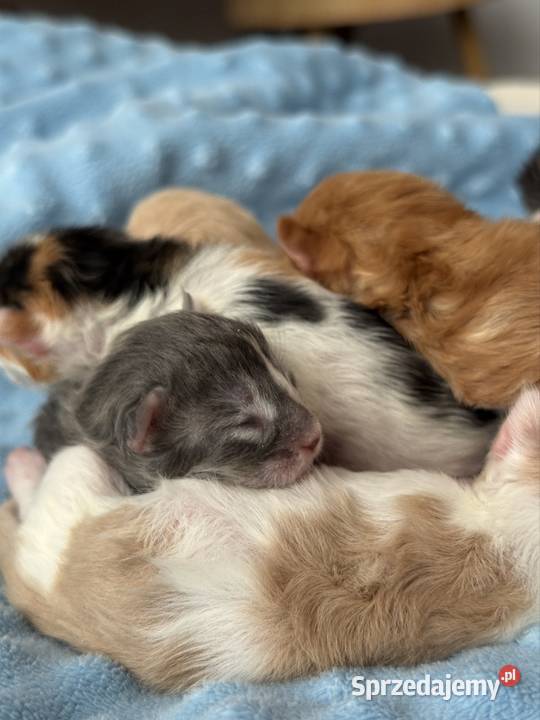 Maine Coon do rezerwacji Wrocław