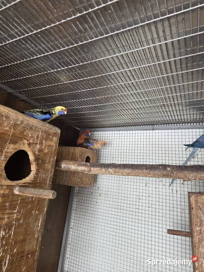 Papugi aleksandretty obrożne rozelle królewskie Biczyce Górne sprzedam