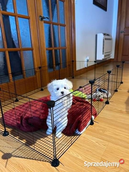 Modułowy kojec gryzoni czarny wybieg siatkowy Krzywiń sprzedam