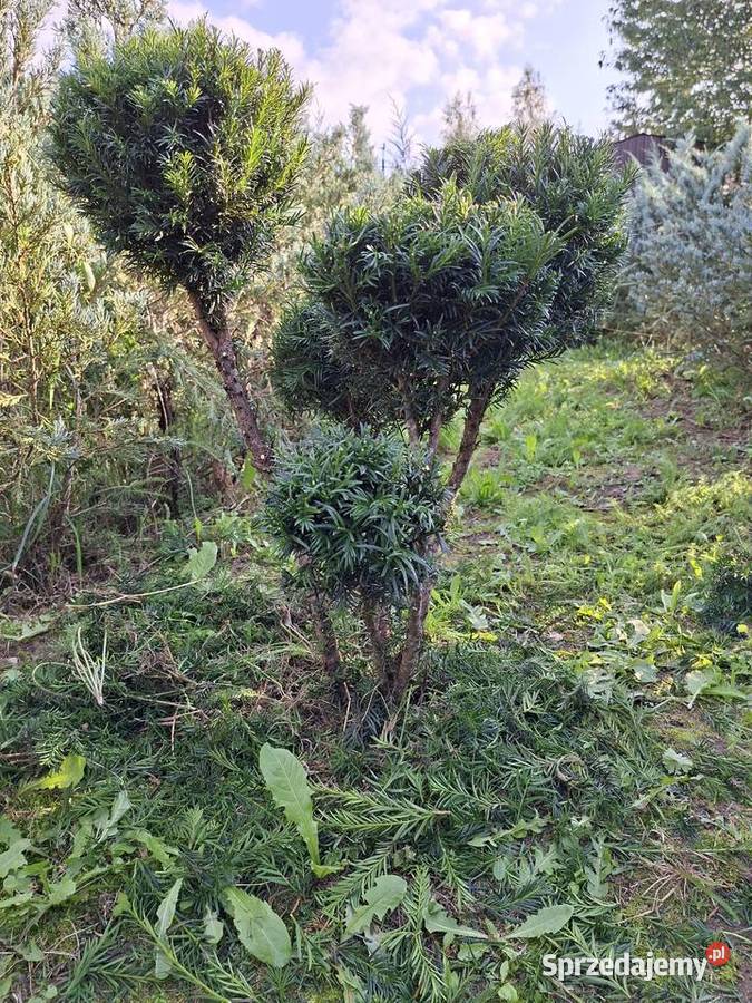 Cis Formowany StożekKula Bonsai