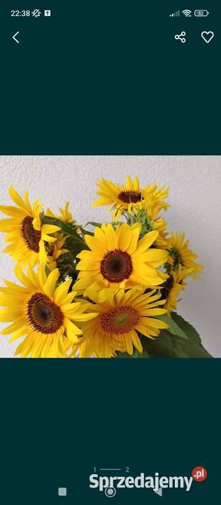 Słonecznik na kwiat cięty Kamieńczyce