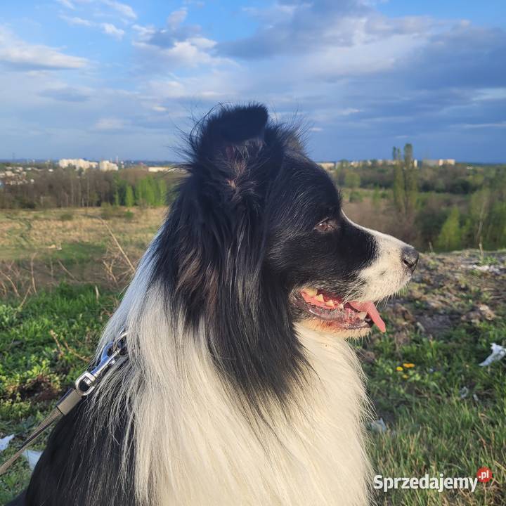 Reproduktor Border Collie FCI Krycie i reprodukcja Katowice