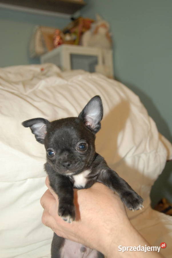 Chihuahua szczeniak
