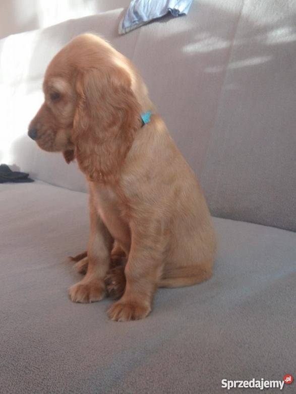 COCKER SPANIEL Sandomierz