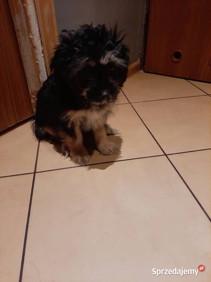 Hybryda shih tzu maltanczyk Kielce sprzedam
