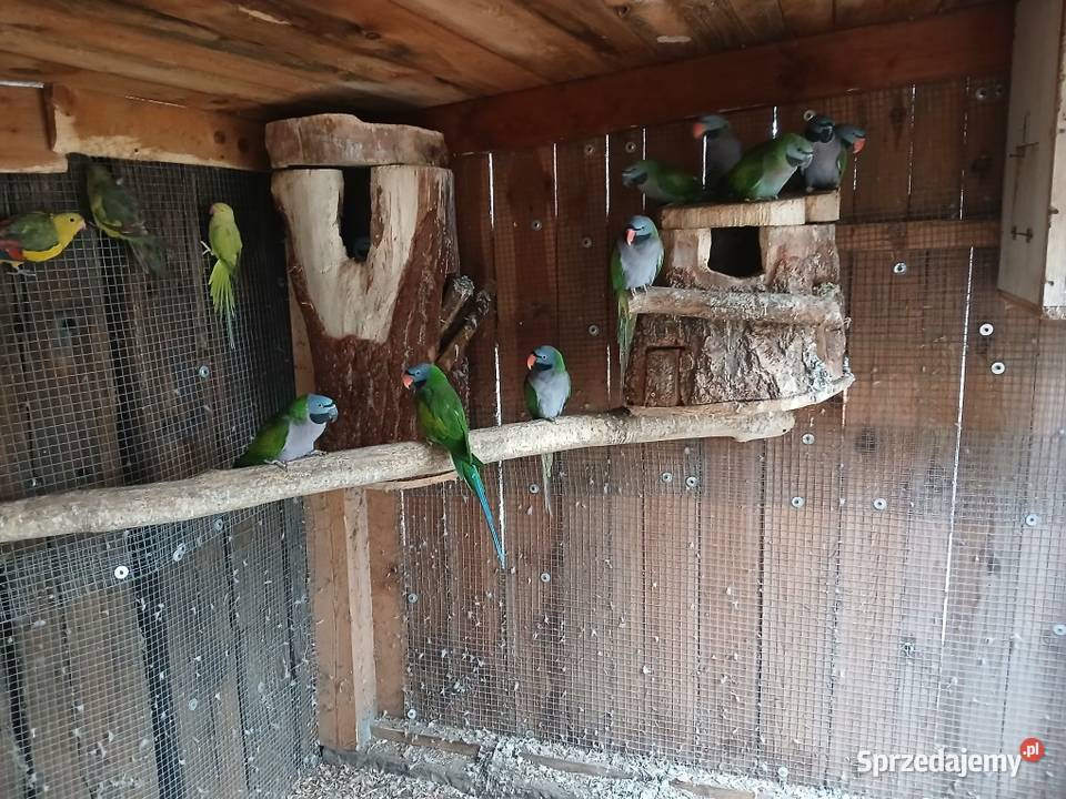 Aleksandretty Chinskie Odolanów