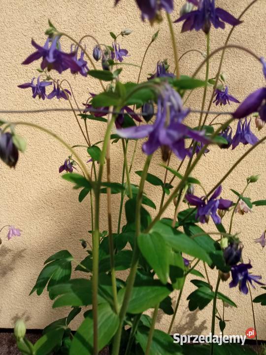 Orliki sadzonki kwiaty ogrodowe byliny Nowy Sącz sprzedam