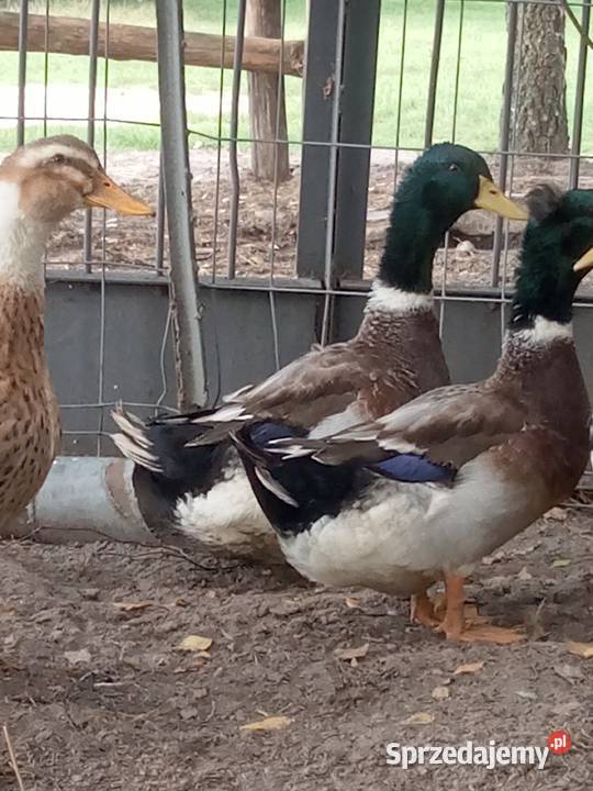 Kaczki kaczory staropolskie z czapkami Drób i ptactwo