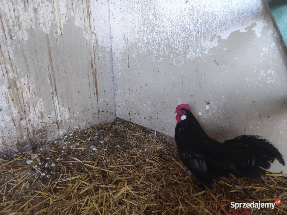 Koguciki cwerki Kościan