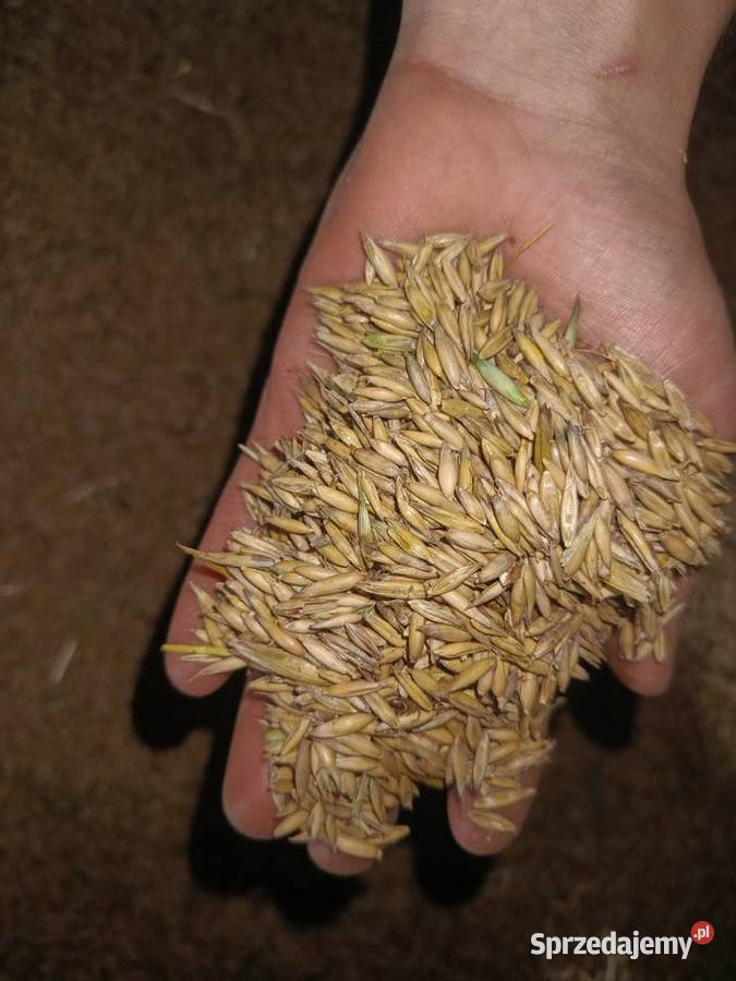 Owies ozimy snowbird Łąkta Górna sprzedam