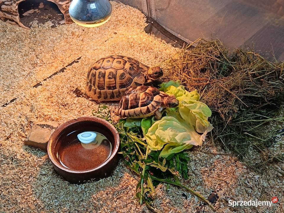 Żółwie greckie samiec i samica Jabłonka