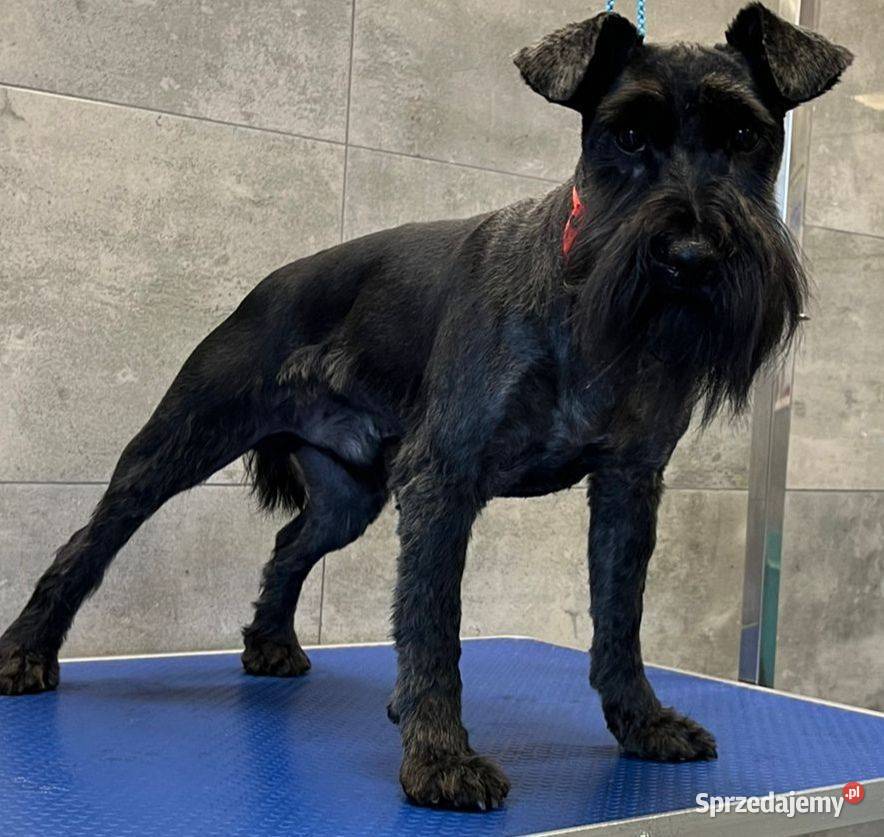 Sznaucer miniaturowy Truskolasy sprzedam