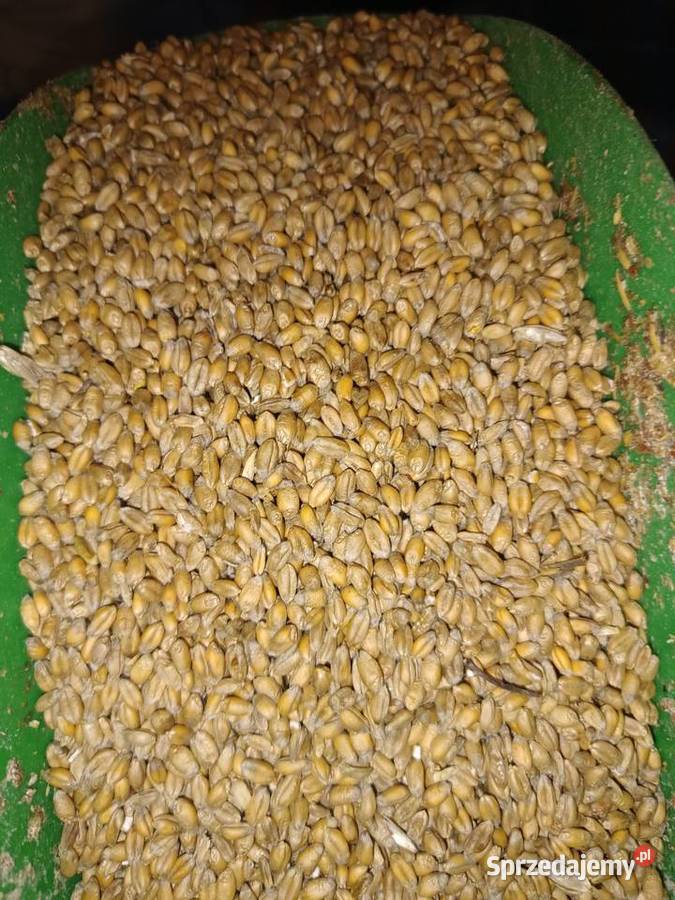 Pszenica ozima euforia Łąkta Górna