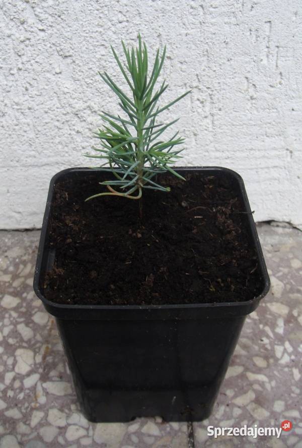 CEDR ATLASKI GLAUCA CEDRUS sadzonki w doniczkach Ustronie sprzedam