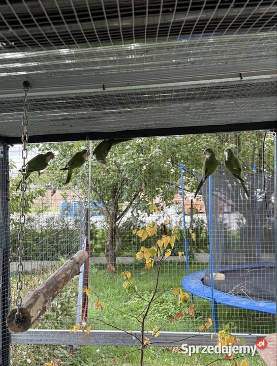 Mnichy nizinne kujawsko-pomorskie Ośno Drugie