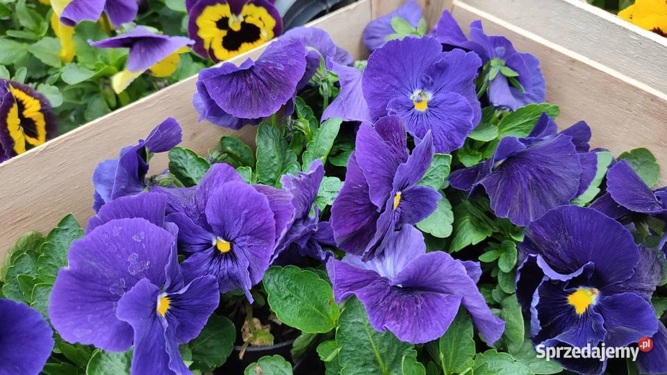 Bratki producenta Balkonowe Dom i Ogród Radonice