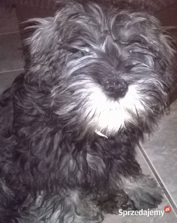 sznaucer miniaturowysznaucer miniatura Lubień Kujawski