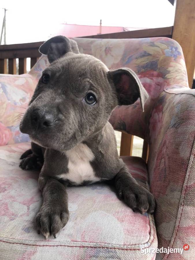 Amstaff szczeniaki małopolskie Sutków sprzedam