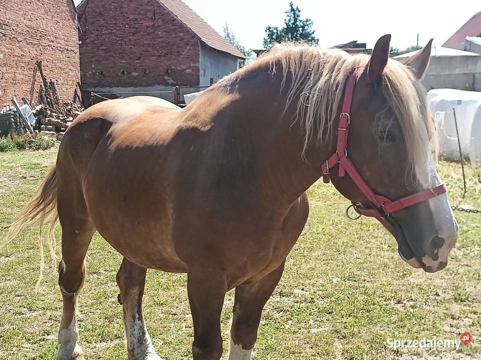 Sprzedam Klacz PKZ 10 lat obustronne pochodzenie Konie Ligota Dobrodzieńska sprzedam