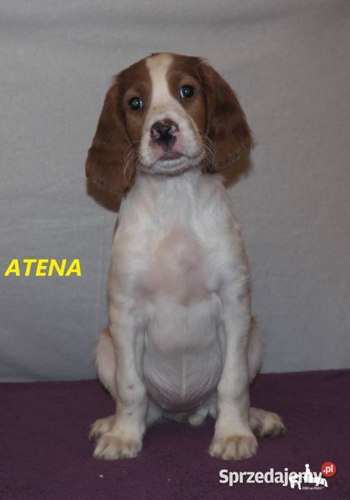 Szczeniaki rasy seter irlandzki czerwonobiały Piaseczno