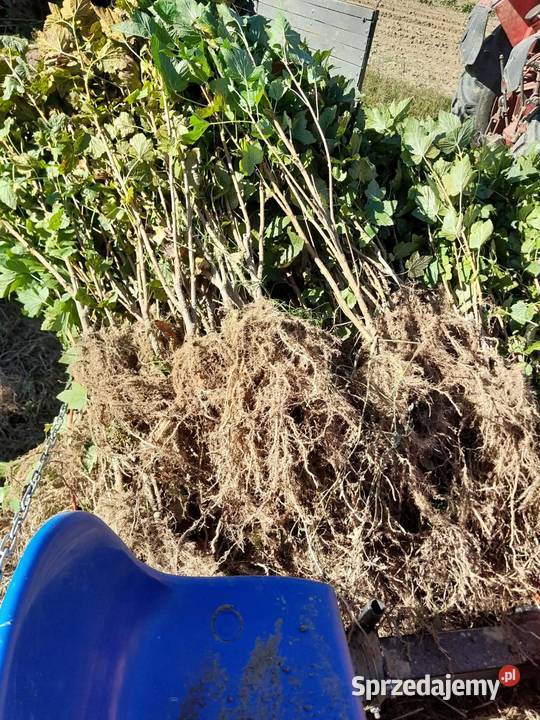 Sprzedam Sadzonki Porzeczki lubelskie
