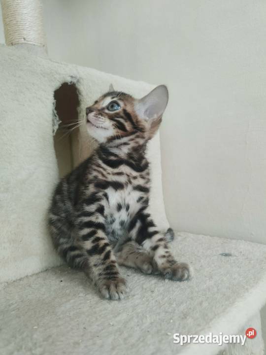 Koty Bengalskie kot bengalski miot C FPL Felis Iskrzynia sprzedam