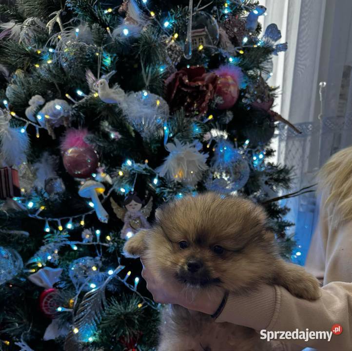 szpic miniaturowy pomeranian sprzedam