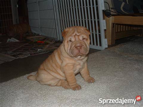 shar pei Zawiercie