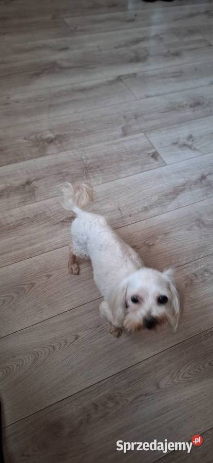 Maltanczyk dorosły z rodowodem I uprawnieniami Gniezno