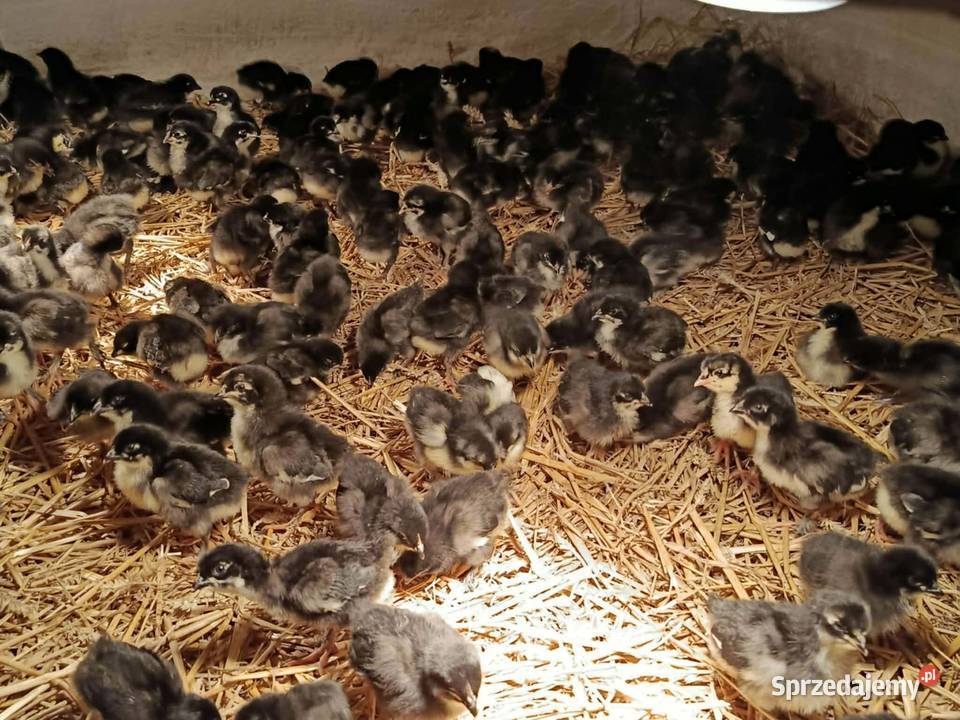 Kurczęta same kurki zielone i brązowe jajko Radwan