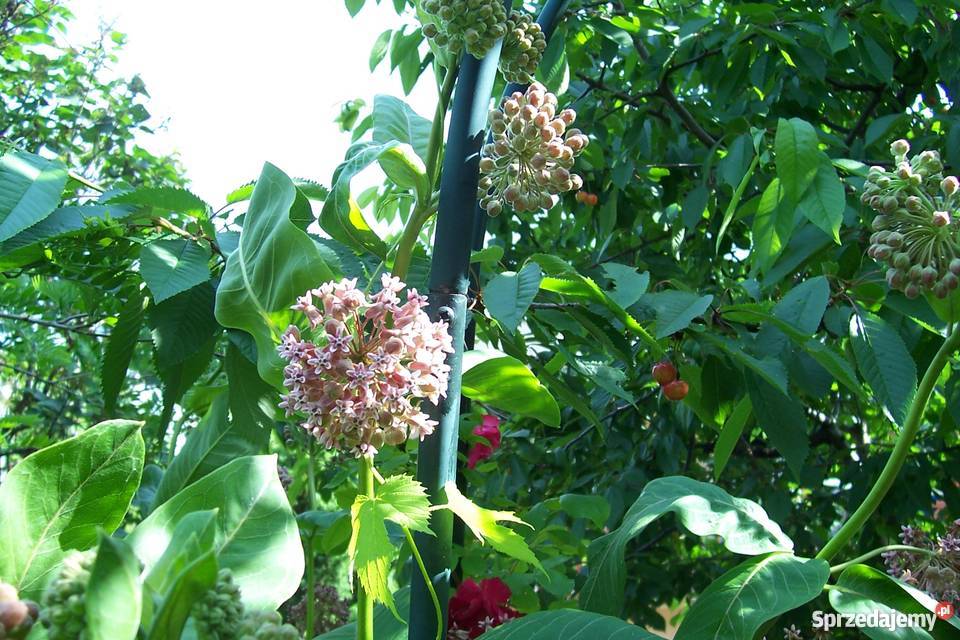 trojeść amerykanska Bydgoszcz