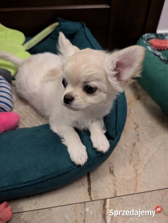 Piesek długowłosy chihuahua kremowy łódzkie