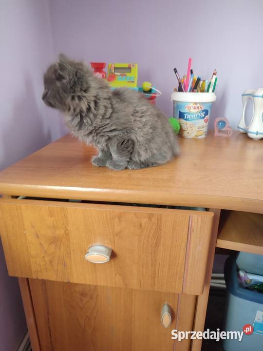 Kot brytyjski długowłosy kocurek podkarpackie Rzeszów