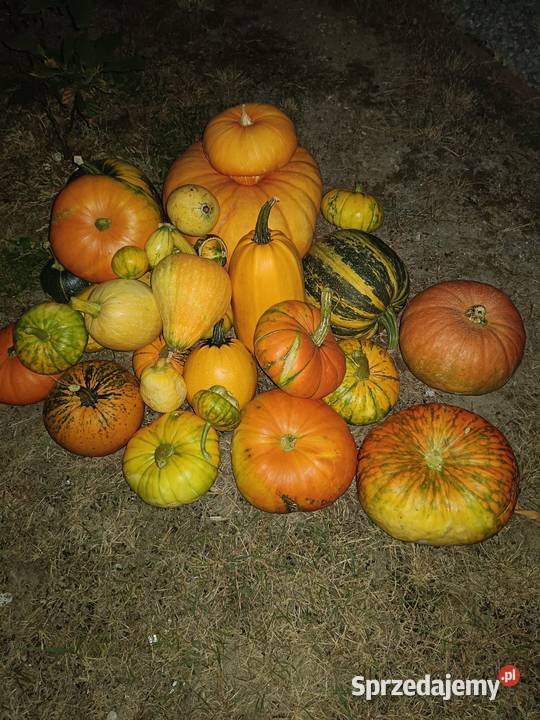 Sprzedam dynię Ropczyce
