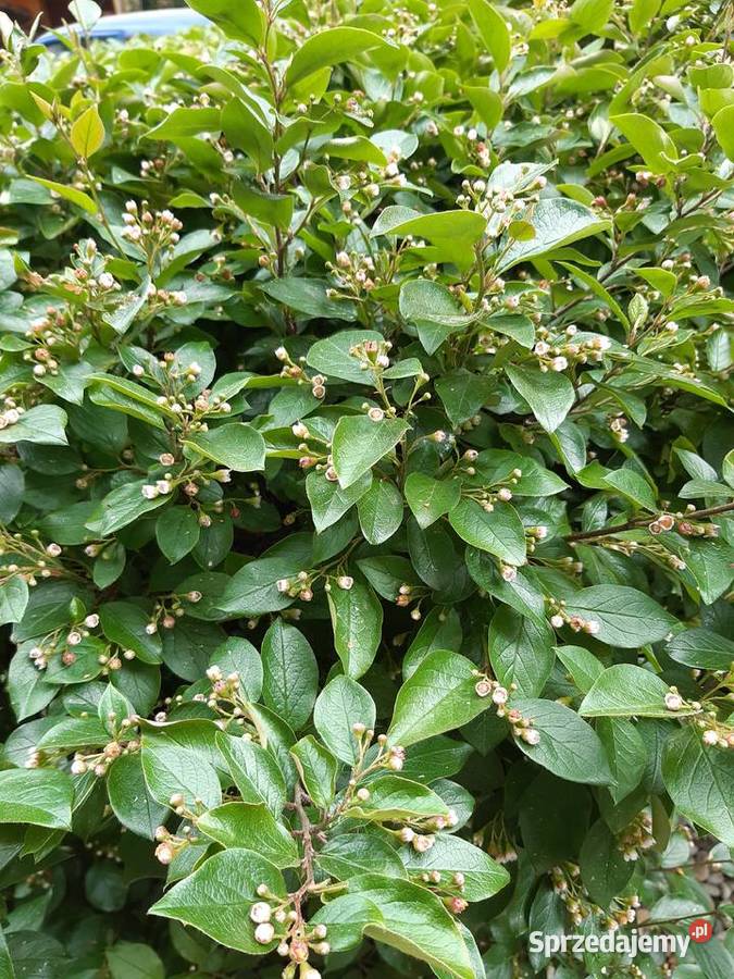 Usługi Ogrodnicze Kraśnik